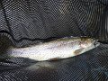 Cross Fork Trout6